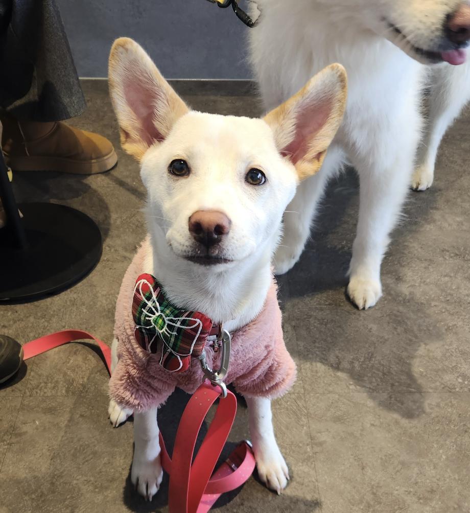 Soy, ADOPTABLE, Puppy Female Shiba Inu & Jindo.