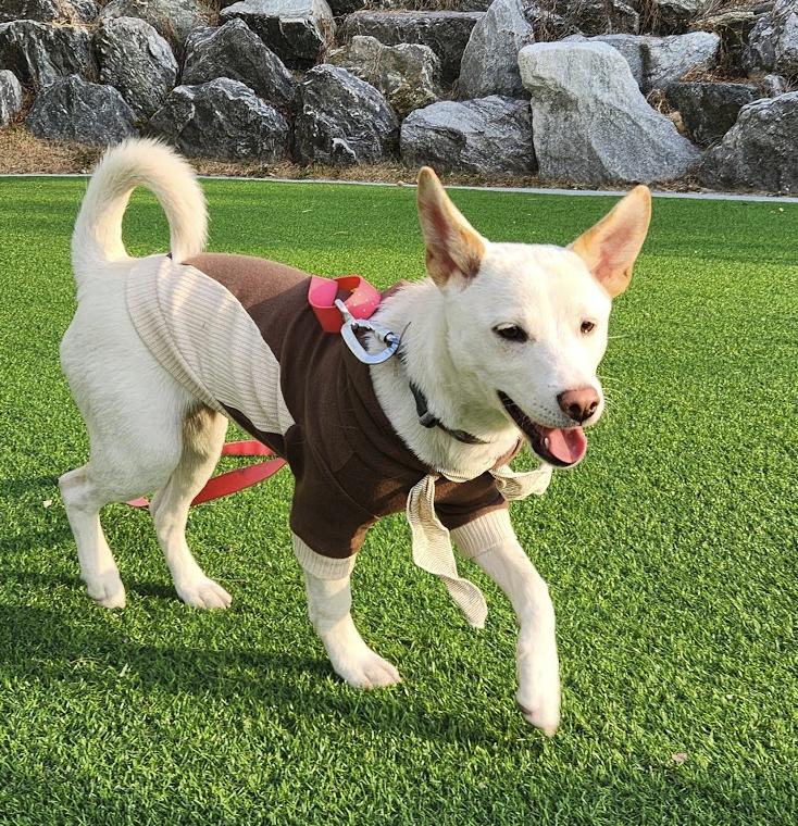 Enlarge Soy, a ADOPTABLE mixed breed in Astoria, NY image 5/6