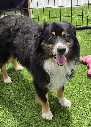 Kane, adopted, Adult Male Australian Shepherd.