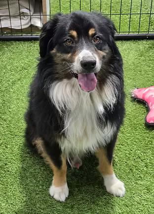 Enlarge Kane, an adopted Australian Shepherd in Racine, WI image 2/2