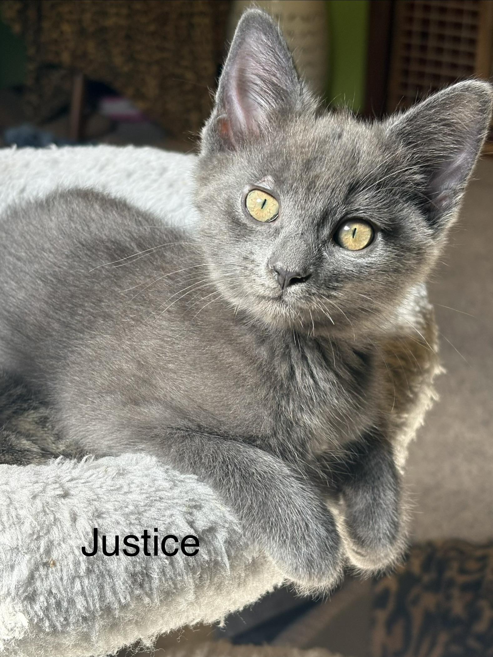 Enlarge Justice, a Adoptable Domestic Short Hair in Johnson City, TN image 6/6