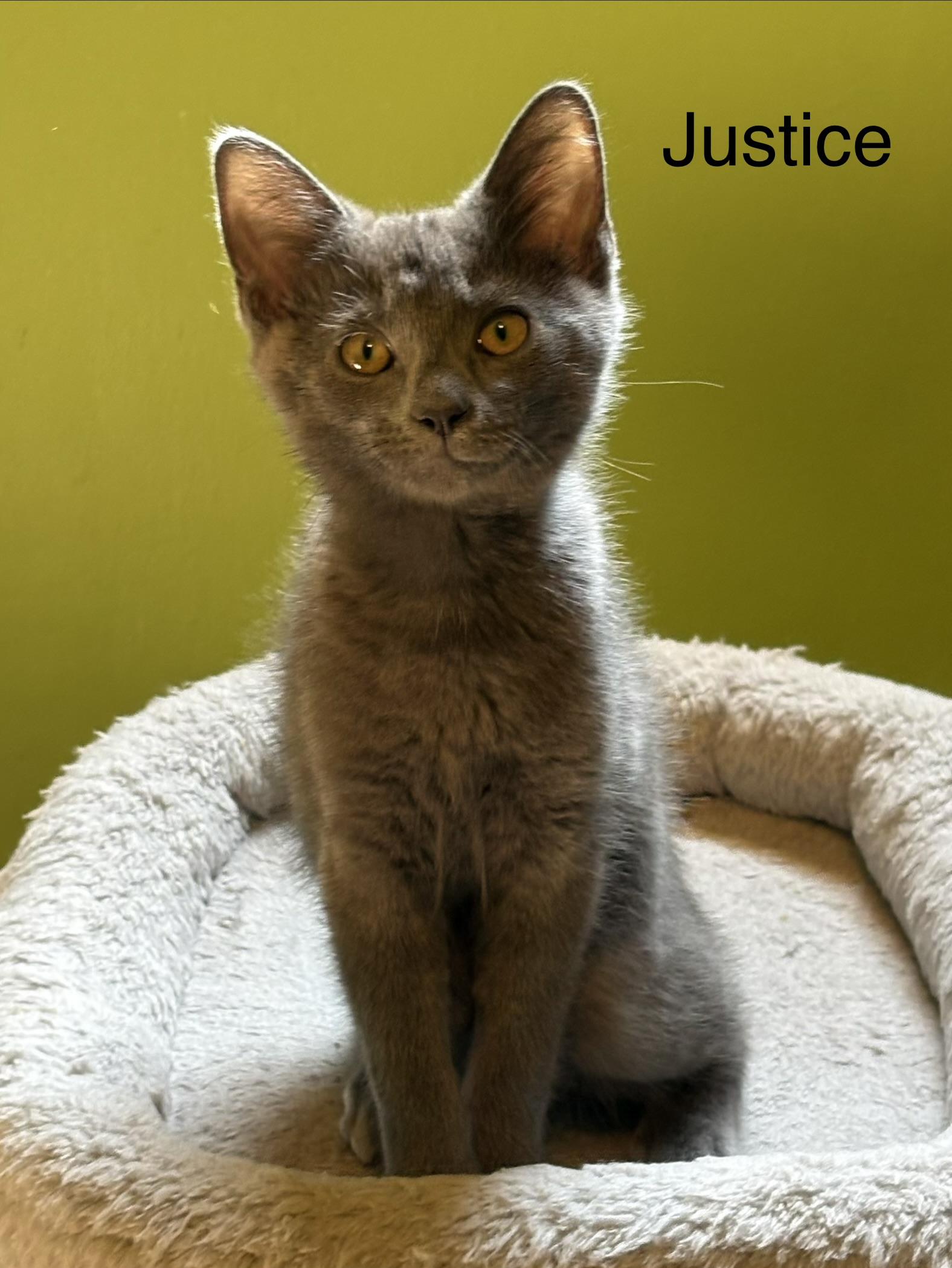 Enlarge Justice, a Adoptable Domestic Short Hair in Johnson City, TN image 5/6