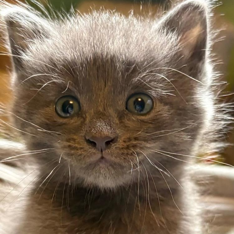Enlarge Justice, a ADOPTABLE Domestic Short Hair in Johnson City, TN image 2/3