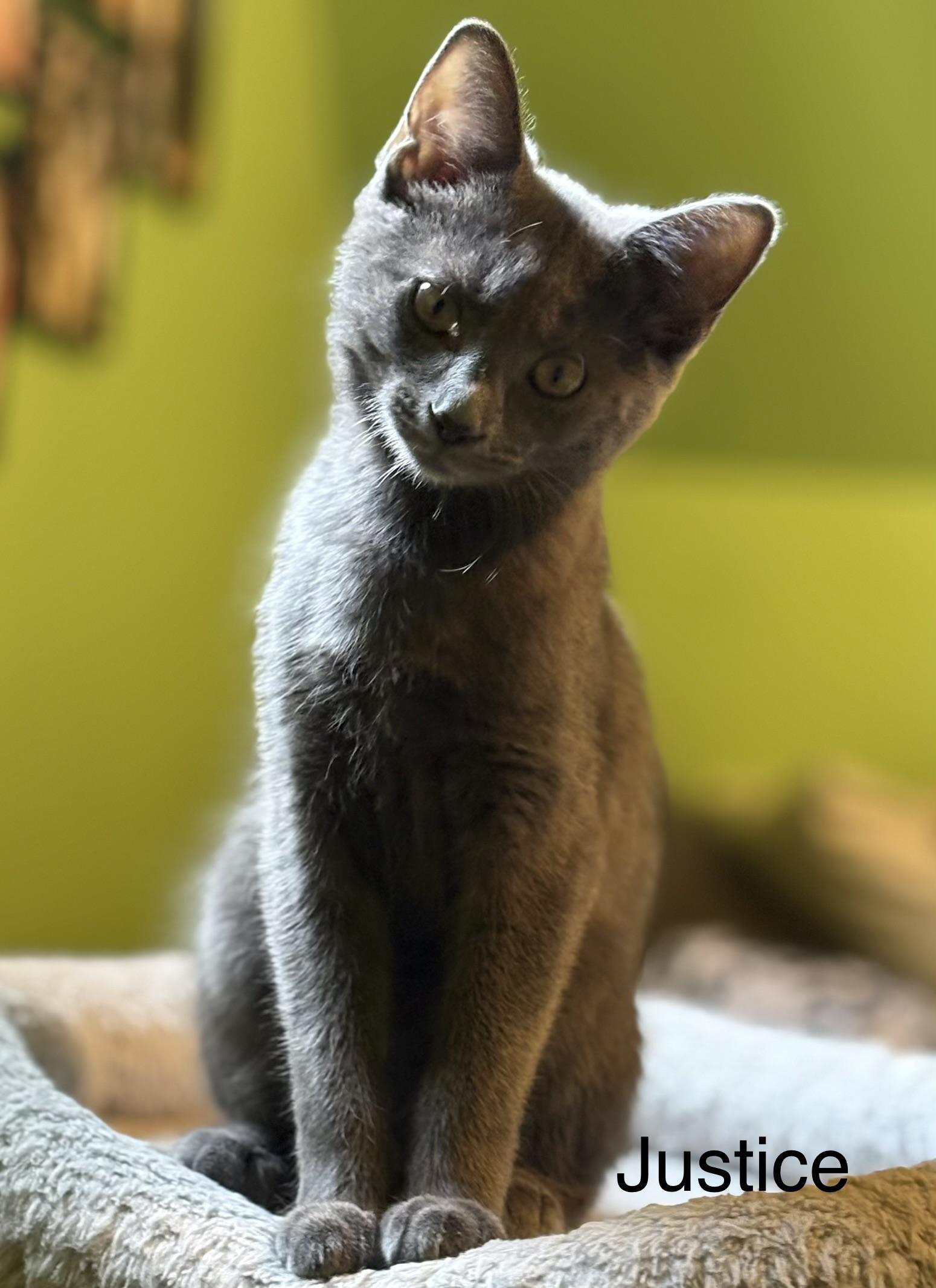 Enlarge Justice, a Adoptable Domestic Short Hair in Johnson City, TN image 1/6