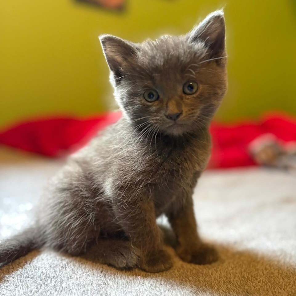 Justice, ADOPTABLE, Kitten Male Domestic Short Hair.