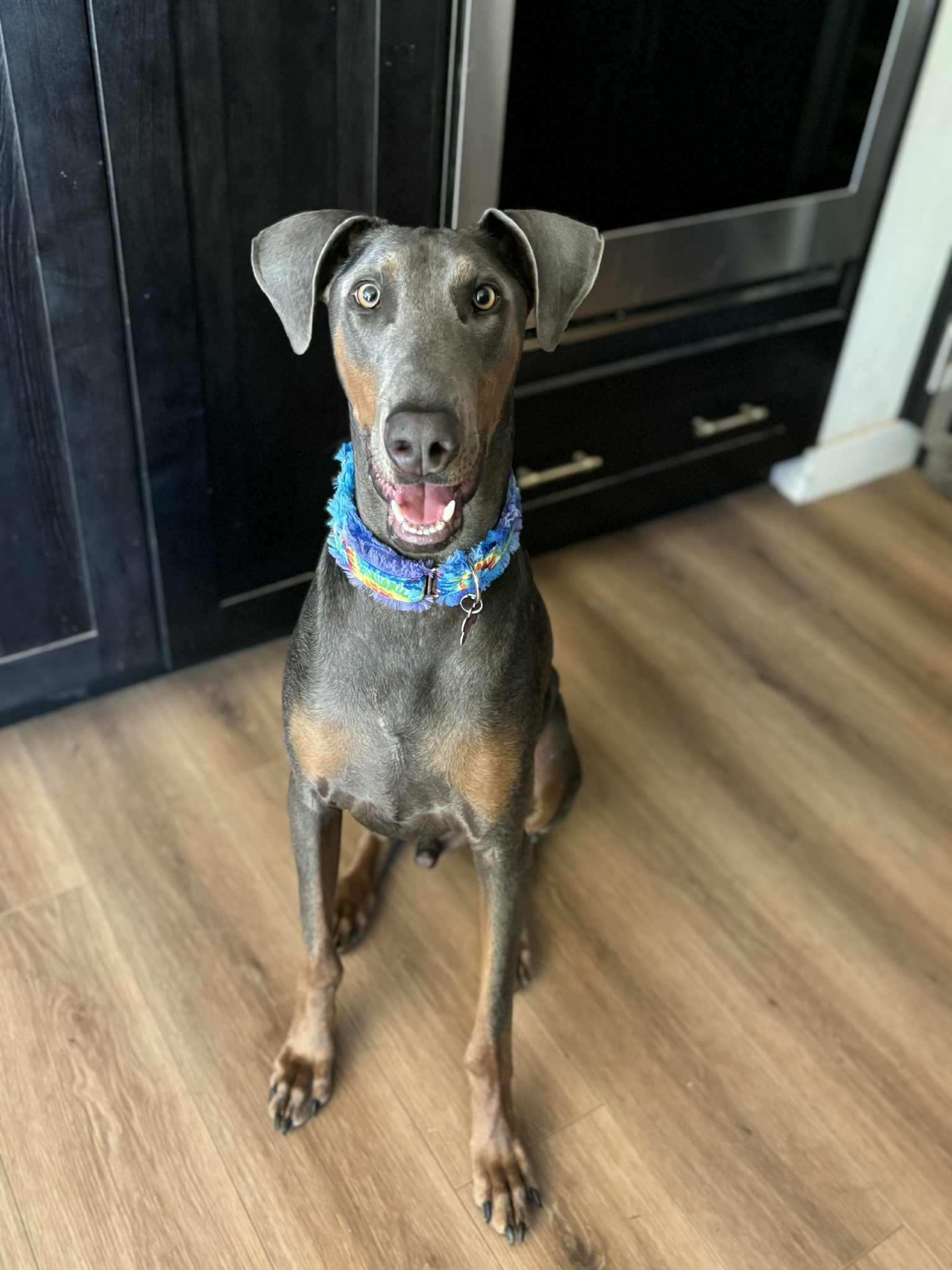 Doggo, Adoptable, Young Male Doberman Pinscher.