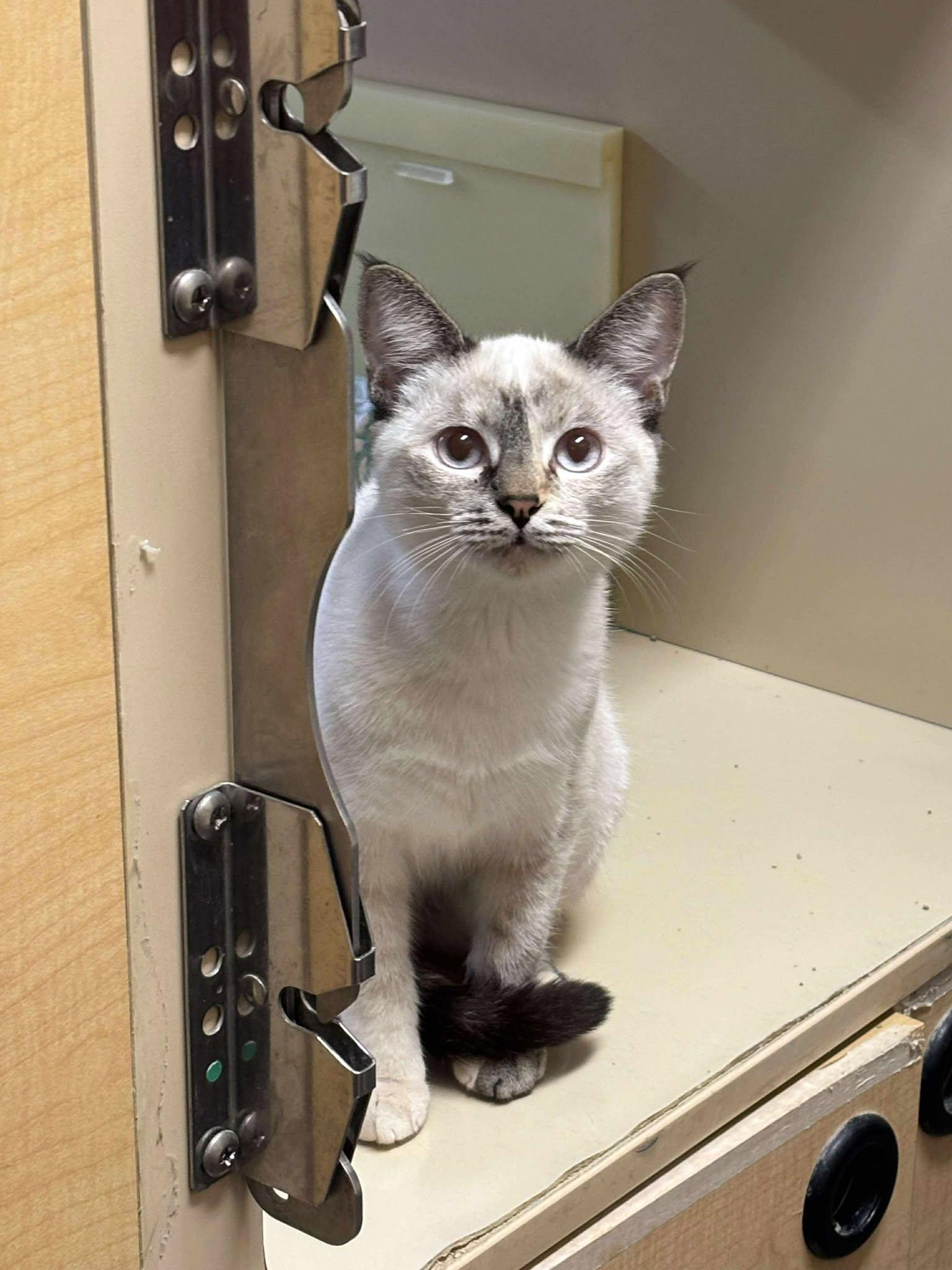 Fish Sauce thumbnail 2