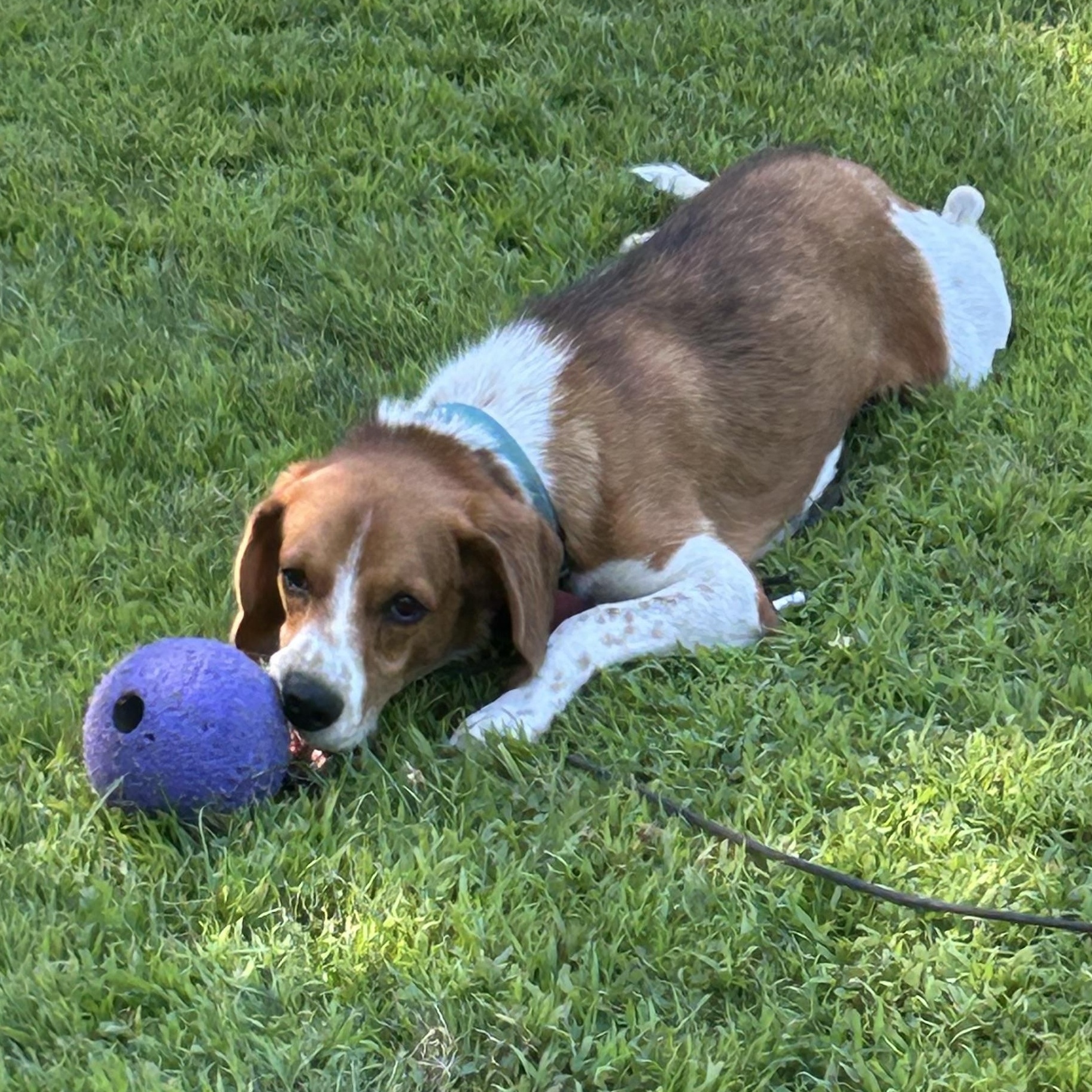 Enlarge Mr. Biscuits, a Adoptable Beagle in Stoughton, MA image 6/6