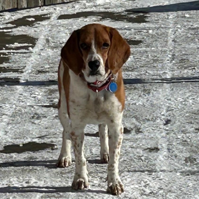 Mr. Biscuits thumbnail 3