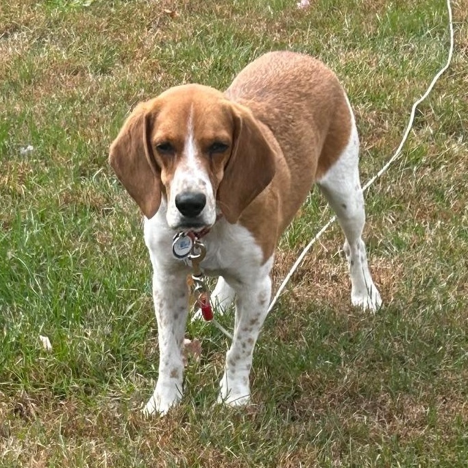 Enlarge Mr. Biscuits, a Adoptable Beagle in Stoughton, MA image 3/6