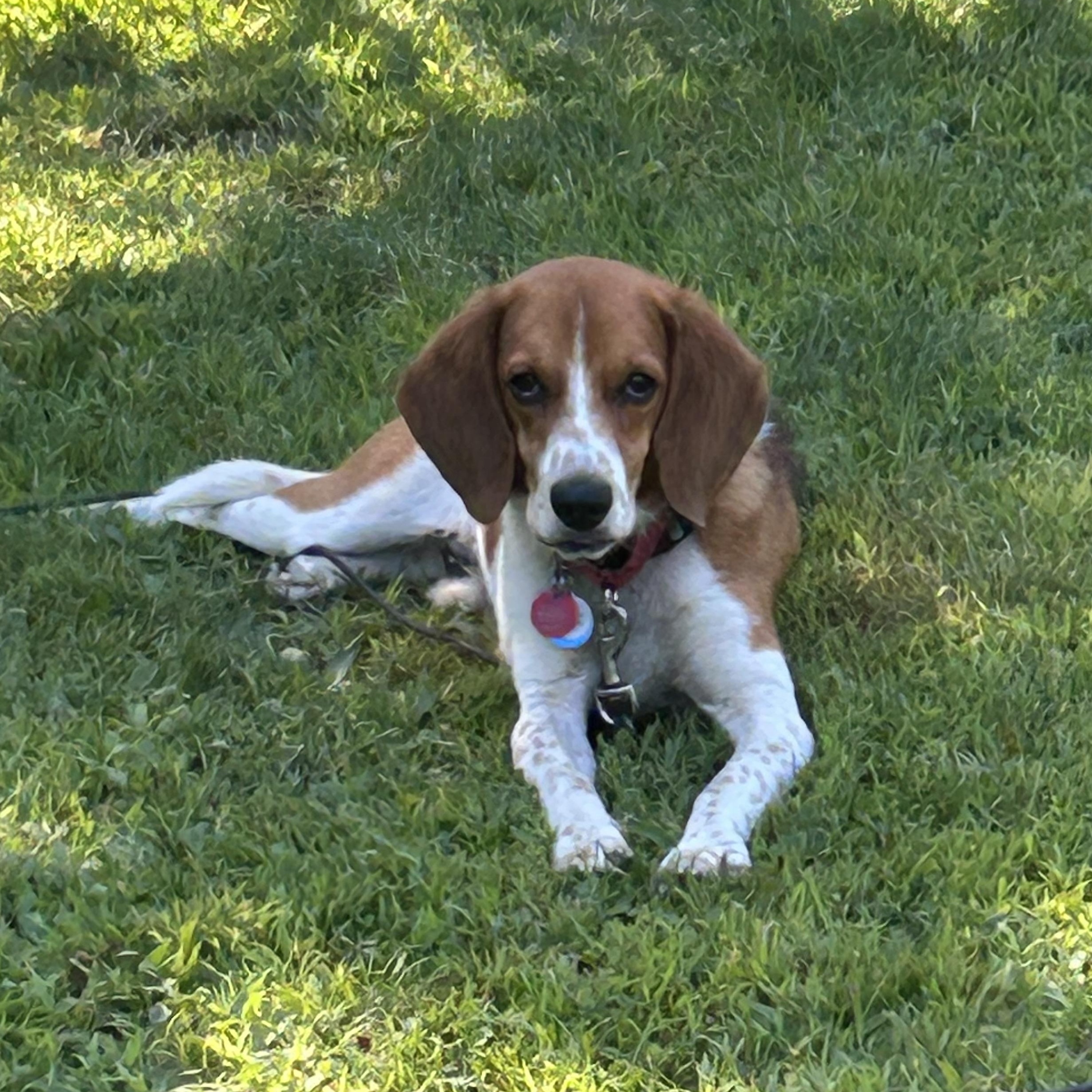 Enlarge Mr. Biscuits, a Adoptable Beagle in Stoughton, MA image 5/6