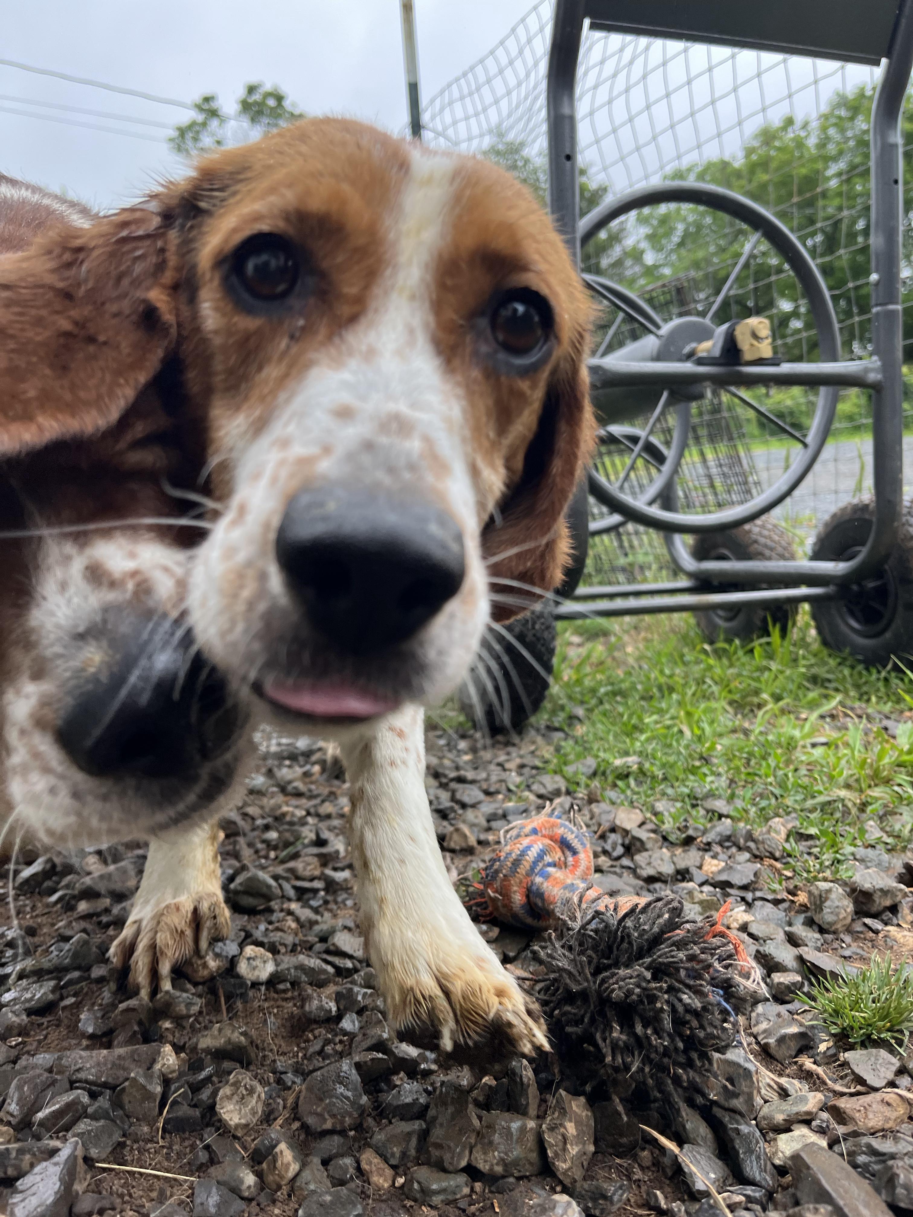 Enlarge Mr. Biscuits, a Adoptable Beagle in Stoughton, MA image 2/6