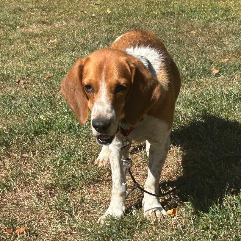 Enlarge Mr. Biscuits, a Adoptable Beagle in Stoughton, MA image 4/6