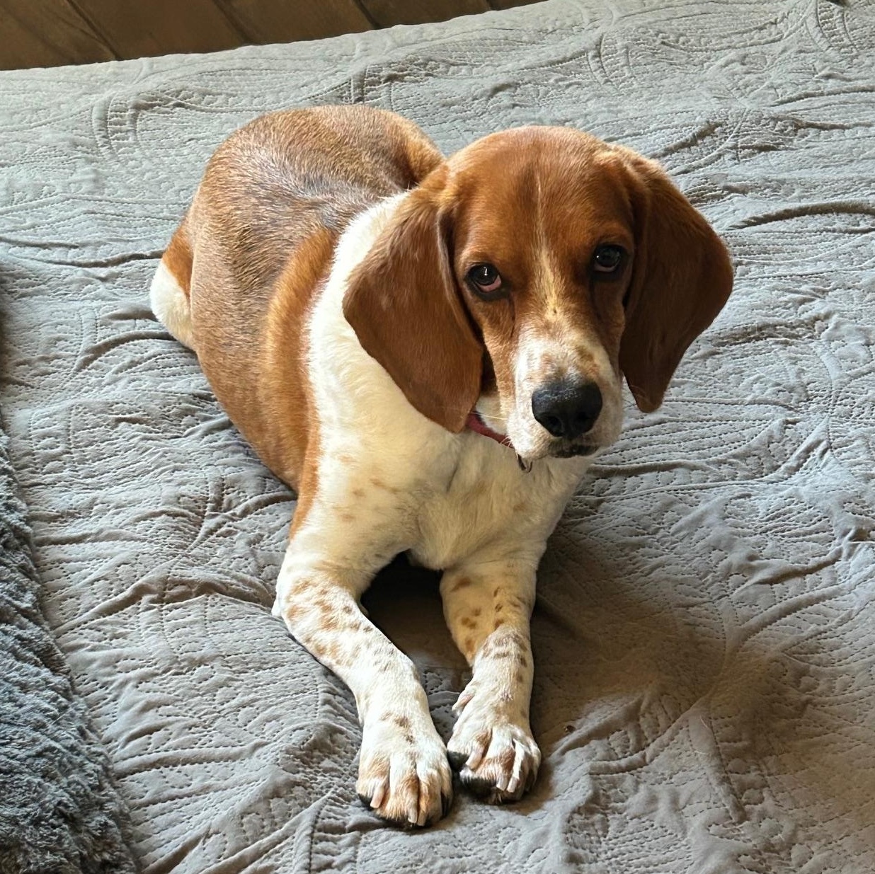 Mr. Biscuits, Adoptable, Young Male Beagle.