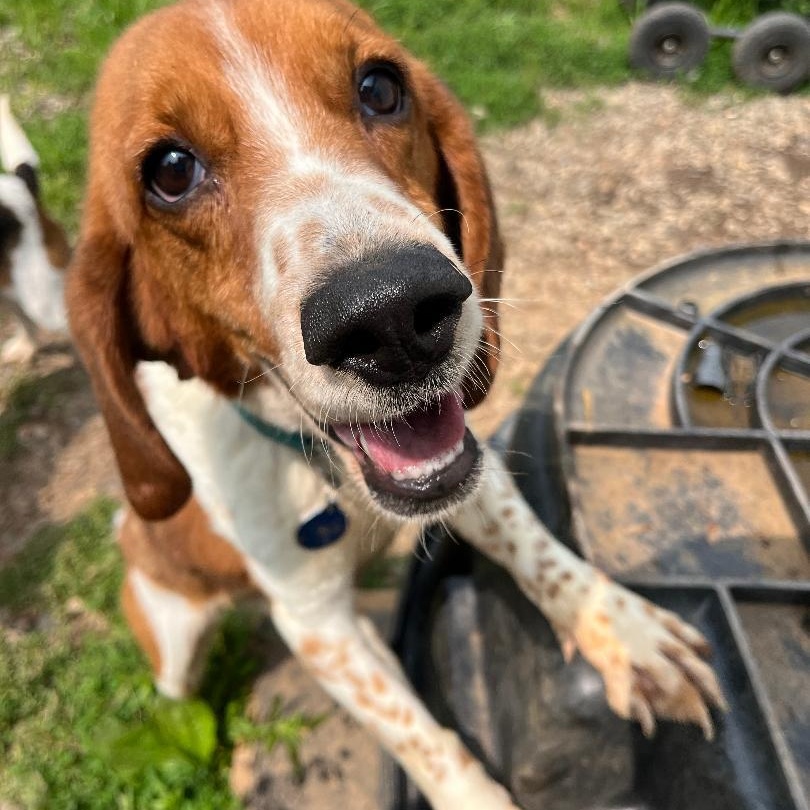 Mr. Biscuits, Adoptable, Young Male Beagle.
