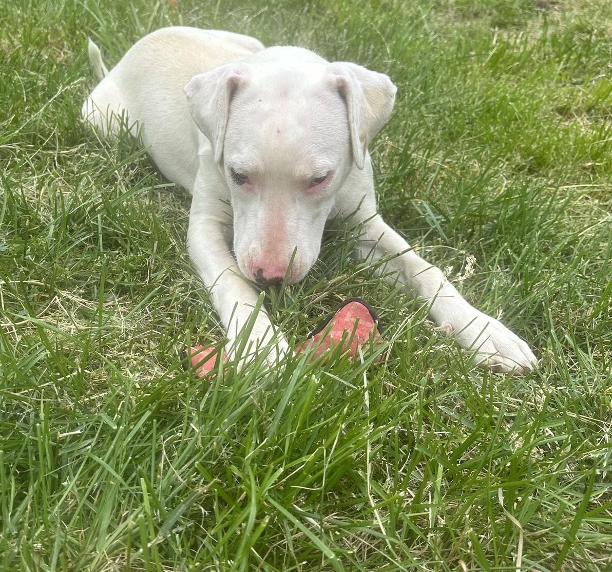Enlarge Ozzie, a ADOPTABLE mixed breed in Homer Glen, IL image 4/4