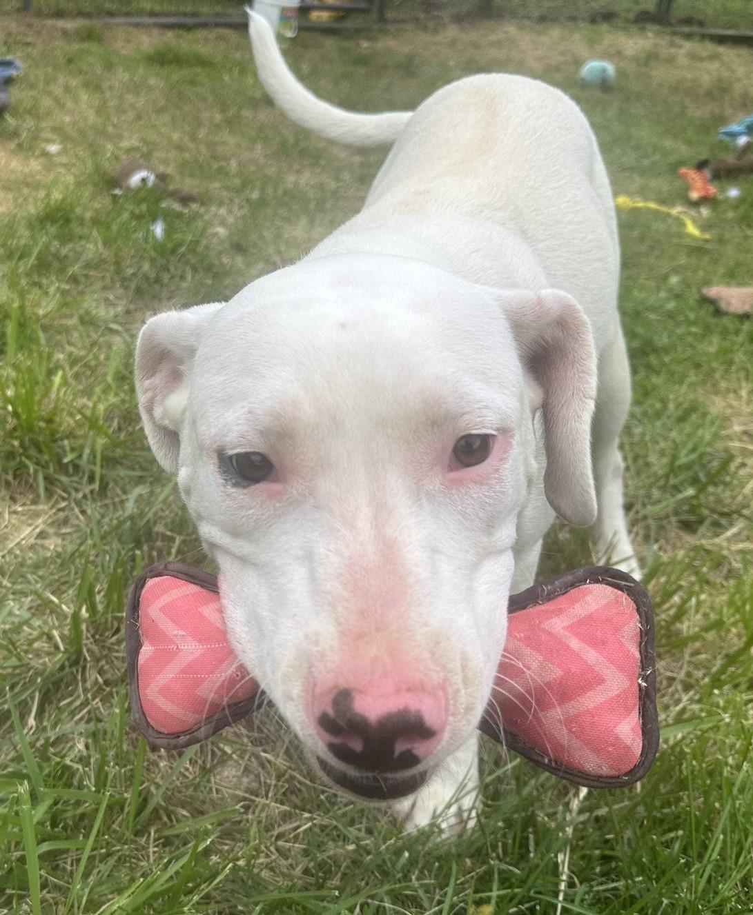 Enlarge Ozzie, a ADOPTABLE mixed breed in Homer Glen, IL image 3/4