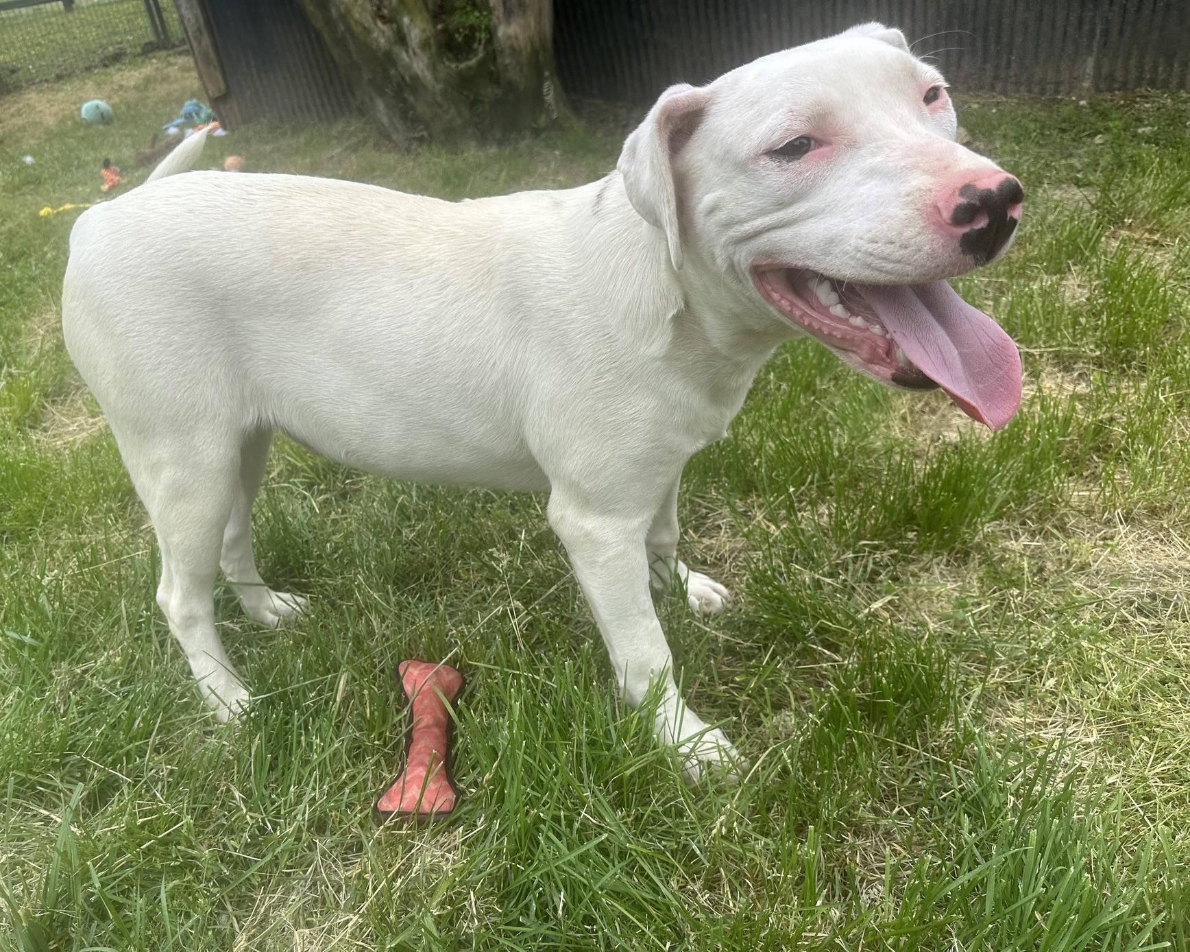 Enlarge Ozzie, a ADOPTABLE mixed breed in Homer Glen, IL image 2/4