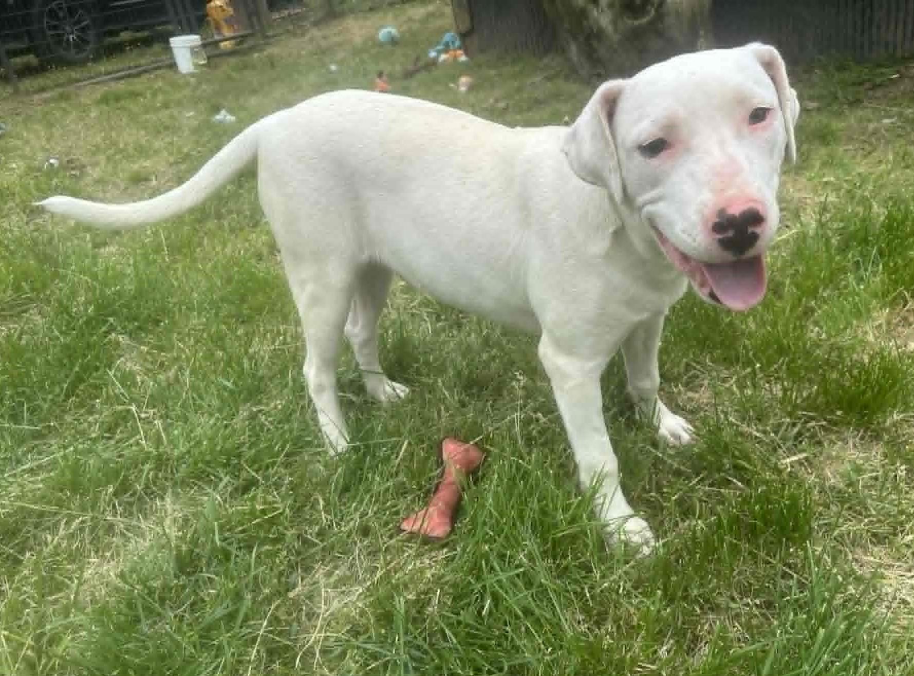 Enlarge Ozzie, a ADOPTABLE mixed breed in Homer Glen, IL image 1/4