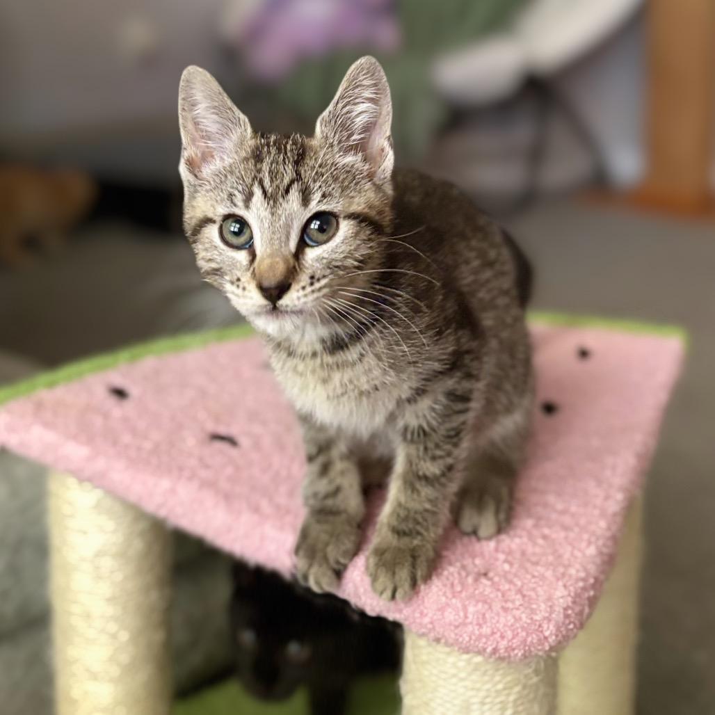 Sticker, Adoptable, Kitten Female Domestic Short Hair.