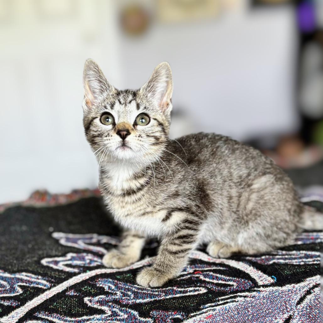 Enlarge Sticker, a Adoptable Domestic Short Hair in Nashville, IN image 2/6