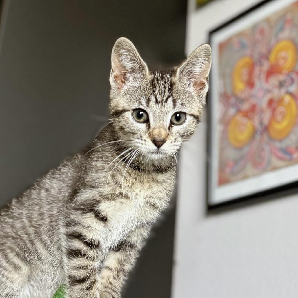 Enlarge Sticker, a Adoptable Domestic Short Hair in Nashville, IN image 3/6