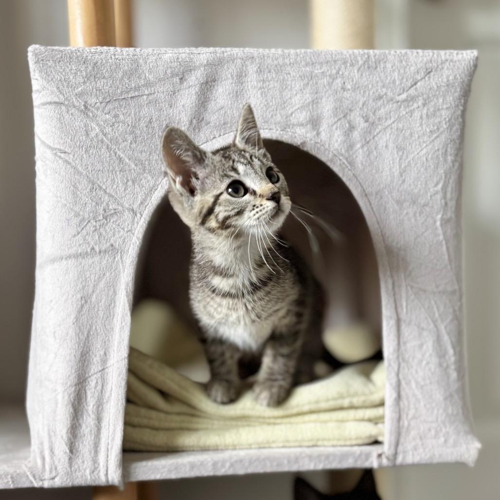 Enlarge Sticker, a Adoptable Domestic Short Hair in Nashville, IN image 4/6