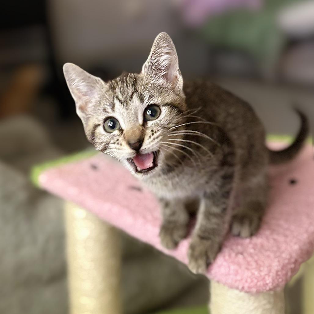 Enlarge Sticker, a Adoptable Domestic Short Hair in Nashville, IN image 5/6