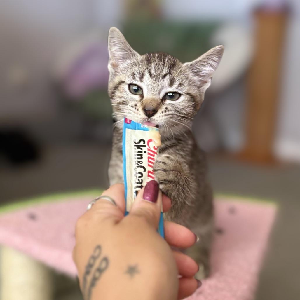 Enlarge Sticker, a Adoptable Domestic Short Hair in Nashville, IN image 6/6
