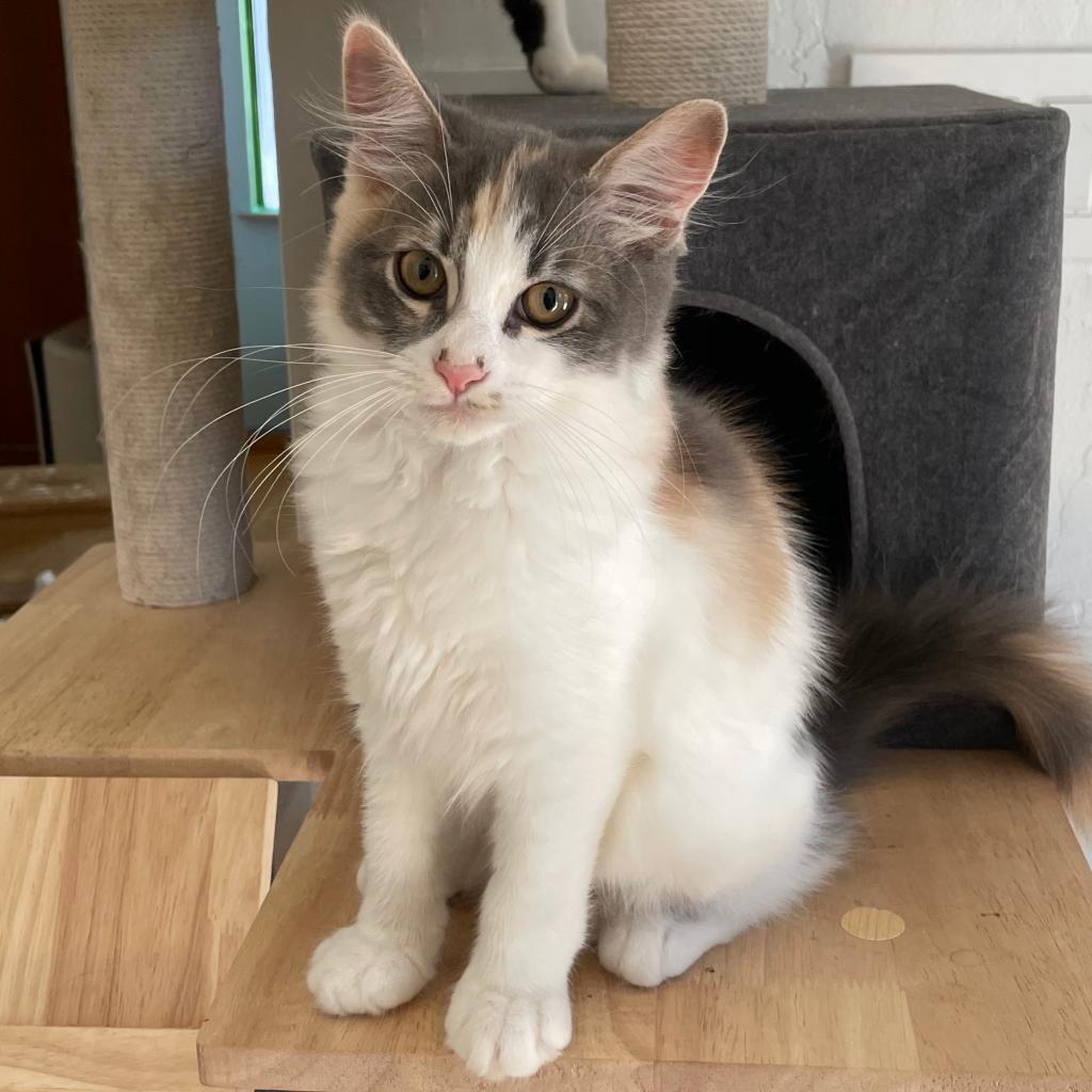 Enlarge Kokomi, a Adoptable Domestic Long Hair in Morgan Hill, CA image 1/6