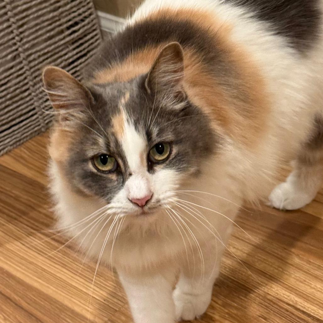 Enlarge Kokomi, a Adoptable Domestic Long Hair in Morgan Hill, CA image 4/6