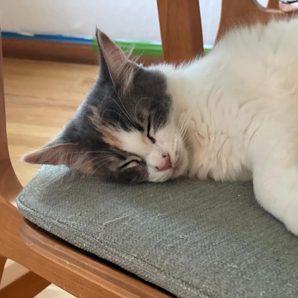 Enlarge Kokomi, a Adoptable Domestic Long Hair in Morgan Hill, CA image 5/6