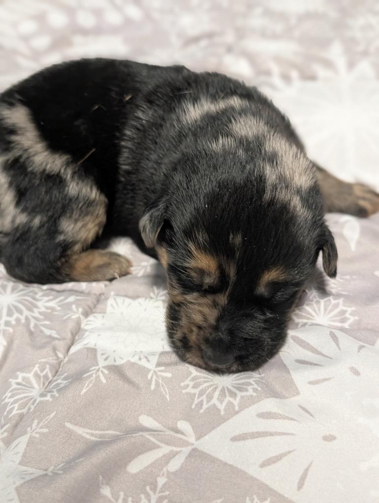 Glacier - PENDING ADOPTION, Adoptable, Puppy Female Retriever & Shepherd.