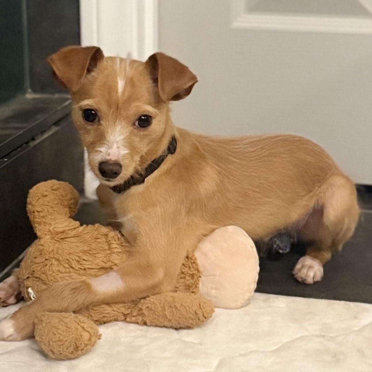 Gouda, Adoptable, Puppy Male Terrier & Chihuahua.