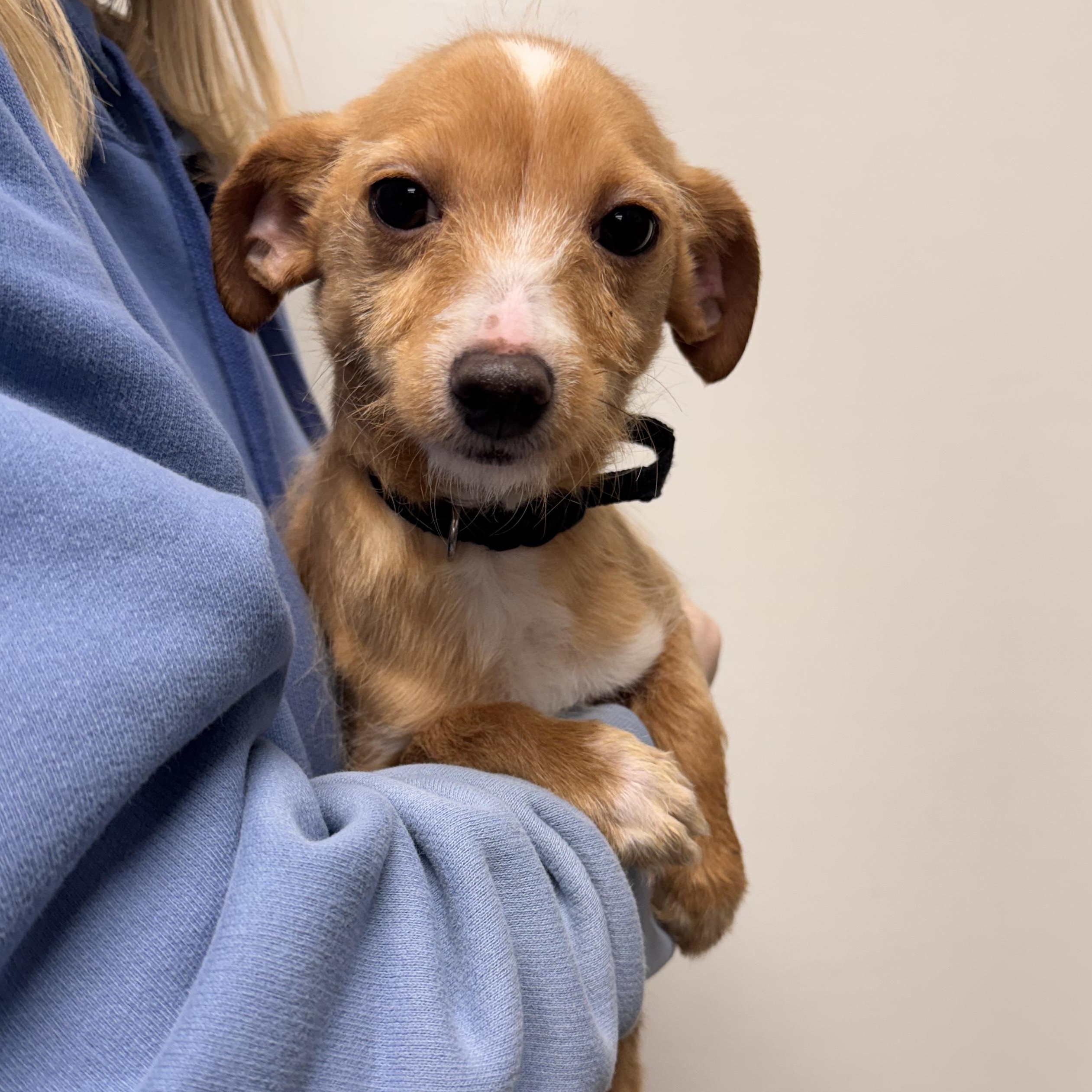 Gouda, Adoptable, Puppy Male Terrier & Chihuahua.