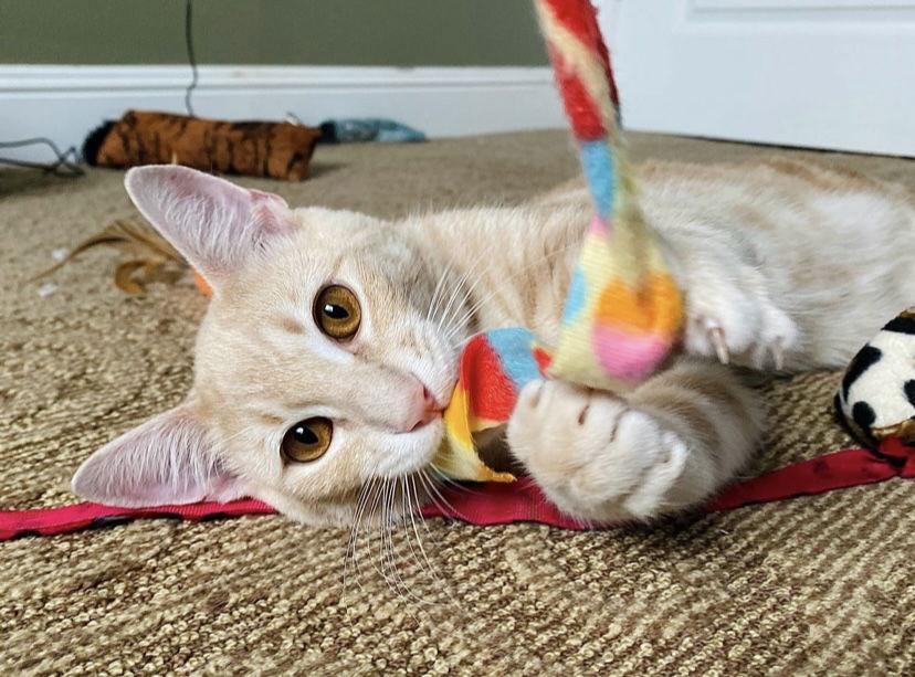 TANGO #1738 - Offered by Owner - Young and Active, Adoptable, Young Male Domestic Short Hair & Tabby.