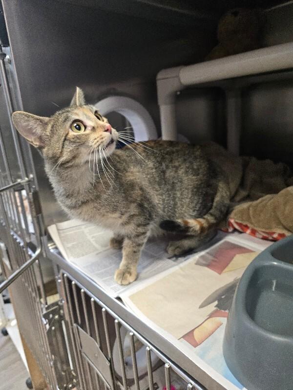 Enlarge Love-A-Lot Bear, a Adoptable Domestic Short Hair in Cortland, NY image 1/1