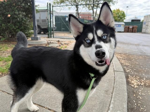 Enlarge IVY, a Adoptable Siberian Husky in Antioch, CA image 1/1