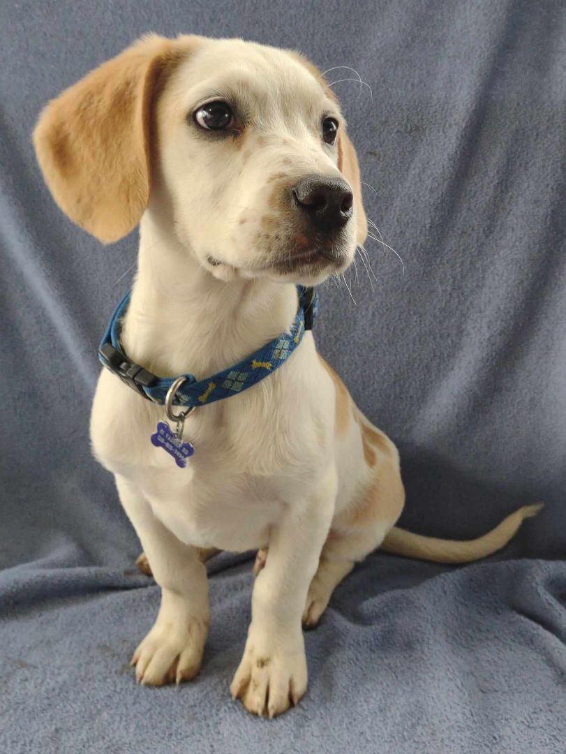Buttons, a Adopted mixed breed in Feura Bush, NY image 2/7