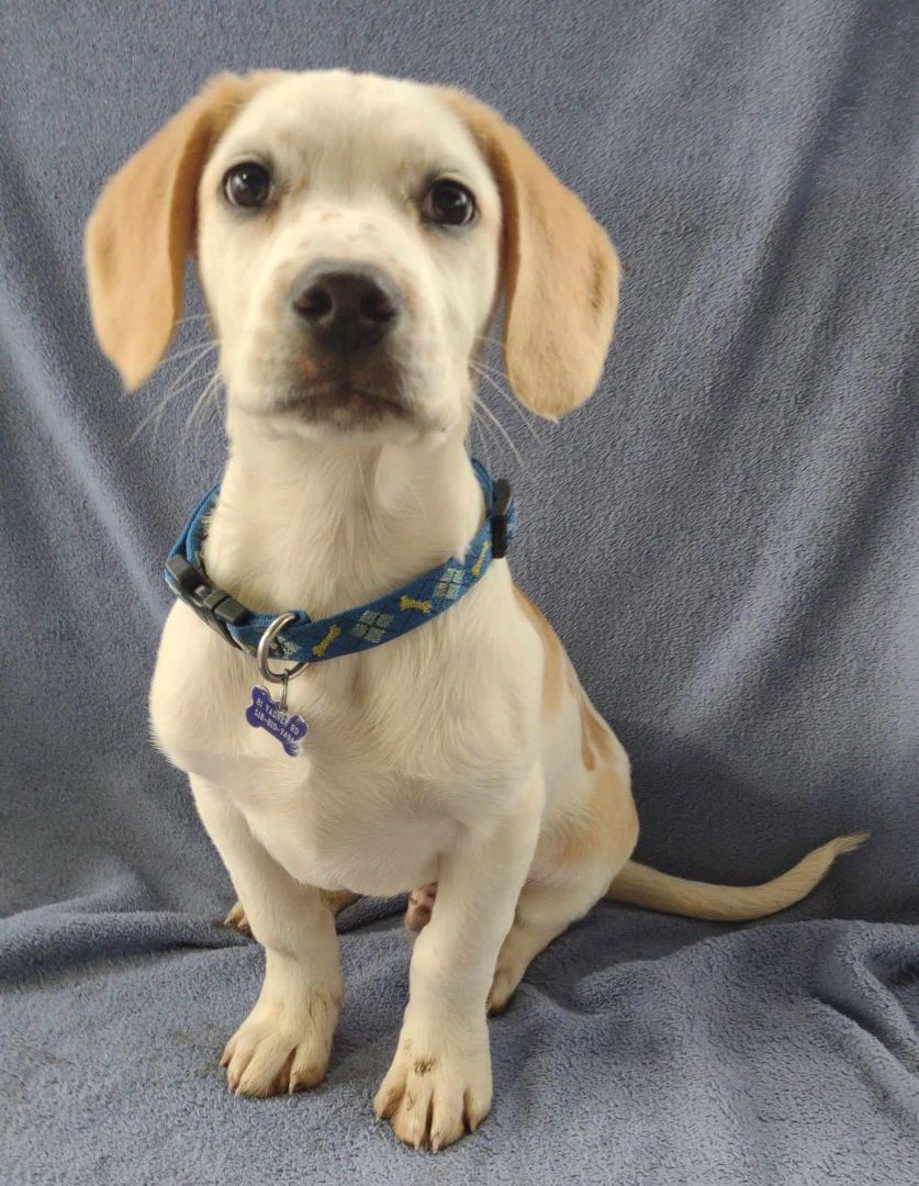 Buttons, a Adopted mixed breed in Feura Bush, NY image 5/7