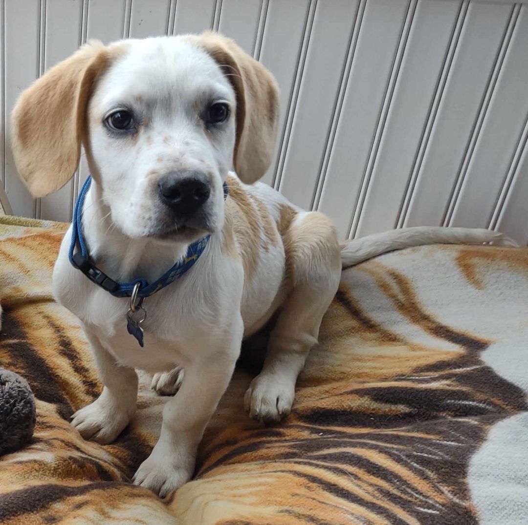 Enlarge Buttons, a Adopted mixed breed in Feura Bush, NY image 7/7