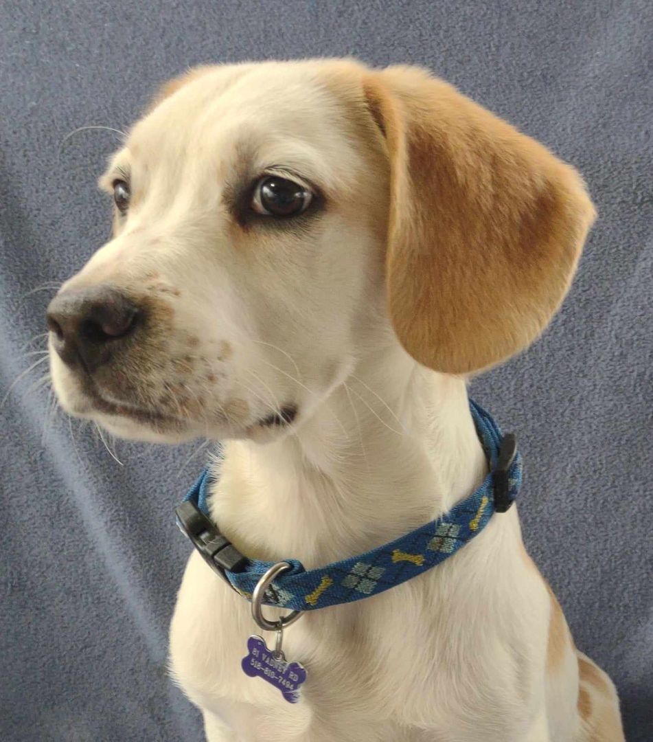 Buttons, a Adopted mixed breed in Feura Bush, NY image 1/7