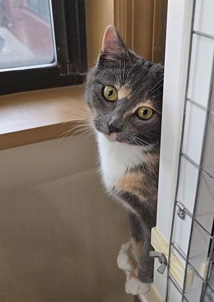 Tsunade, Adoptable, Adult Female Domestic Short Hair.