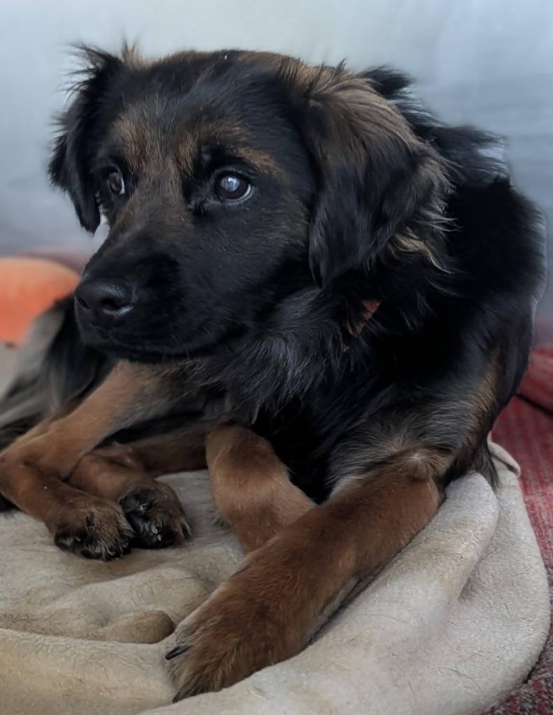 Lucas, Adoptable, Adult Male Yorkshire Terrier & Mixed Breed.