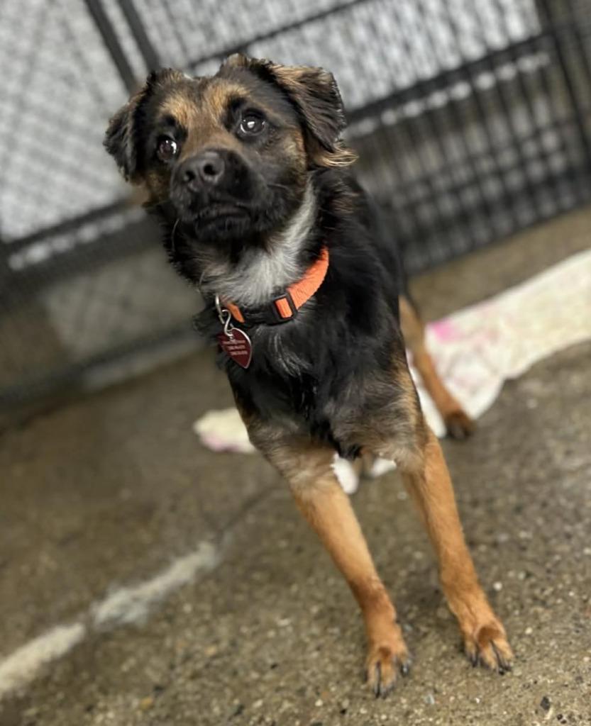 Enlarge Lucas, a Adopted mixed breed in Warren, MI image 3/6