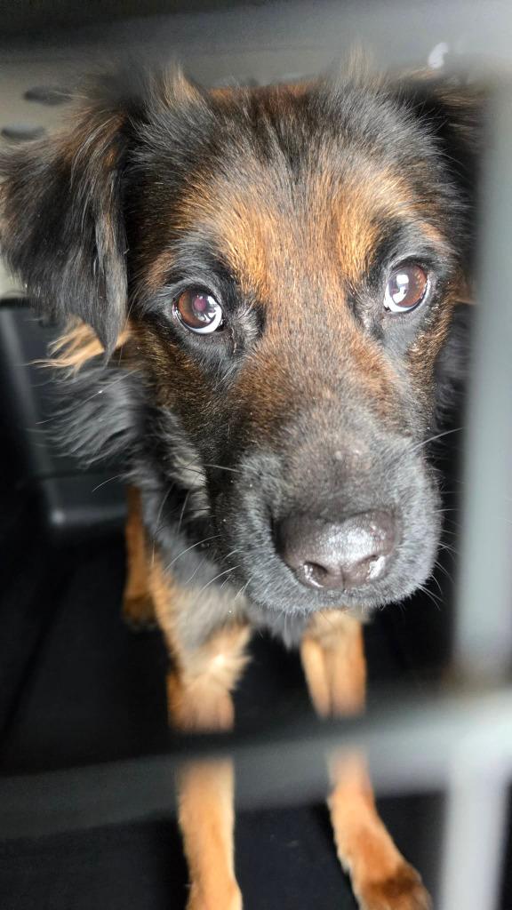 Enlarge Lucas, a Adoptable mixed breed in Warren, MI image 3/5