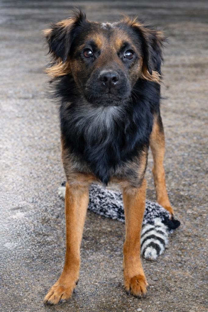 Enlarge Lucas, a Adoptable mixed breed in Warren, MI image 4/5