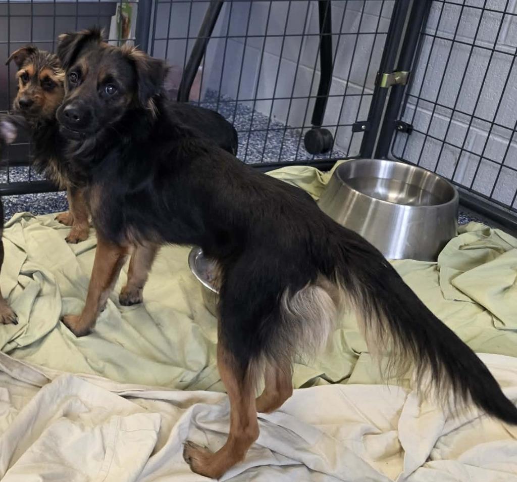 Enlarge Lucas, a Adoptable mixed breed in Warren, MI image 5/5