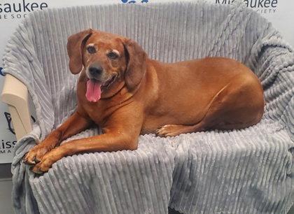 Burdy (7090), Adoptable, Senior Female Redbone Coonhound.