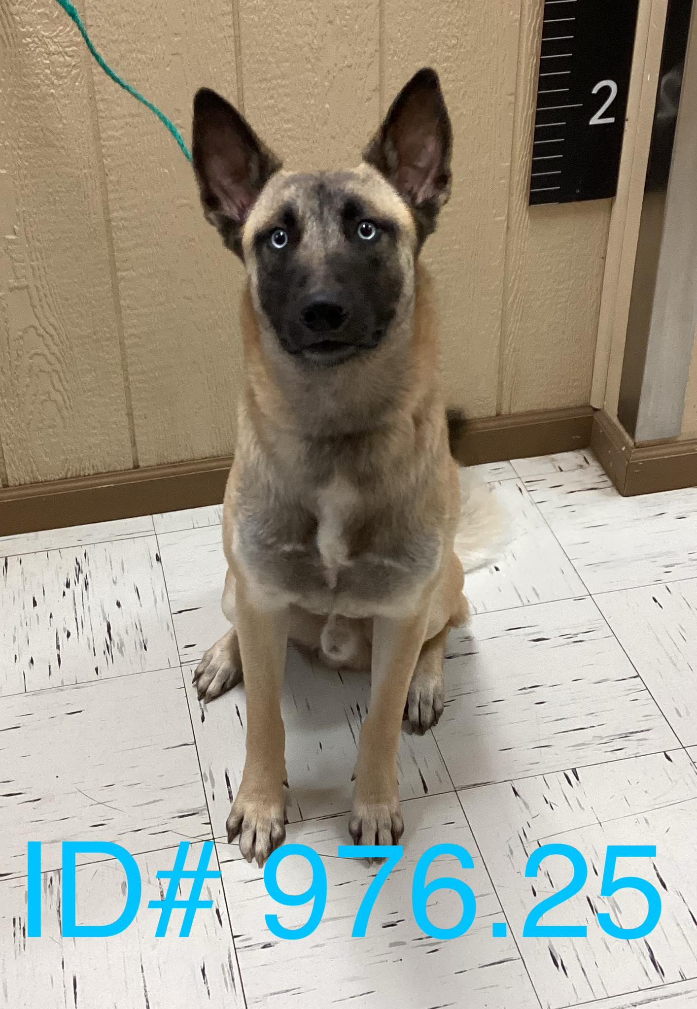 #976.25, adopted, Adult Male Belgian Shepherd / Malinois.